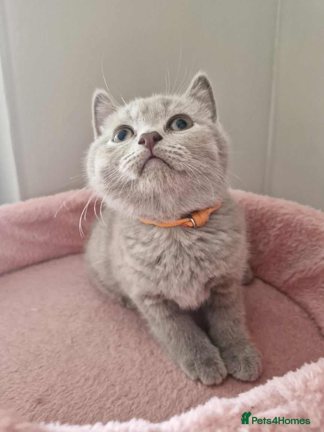 British Shorthair cats for sale: 8 Pedigree British Shorthair Kittens Blue Lilac  - Image 14