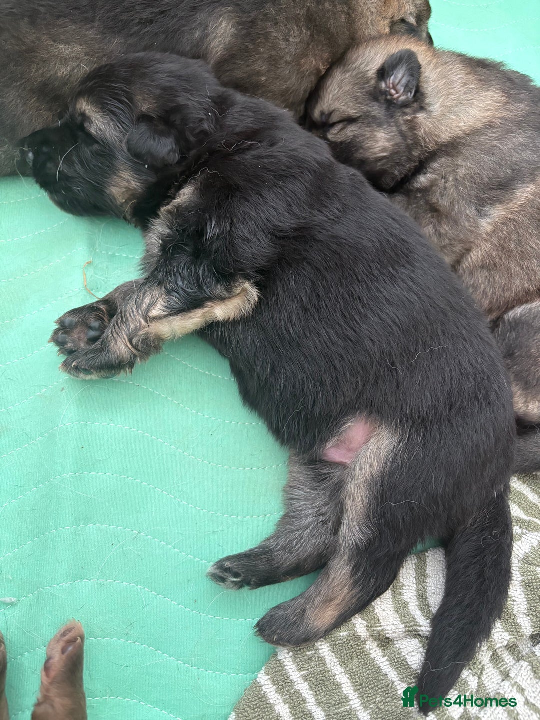 German Shepherd dogs for sale: Only 3 left. KC registered German Shepherd puppies - Image 3