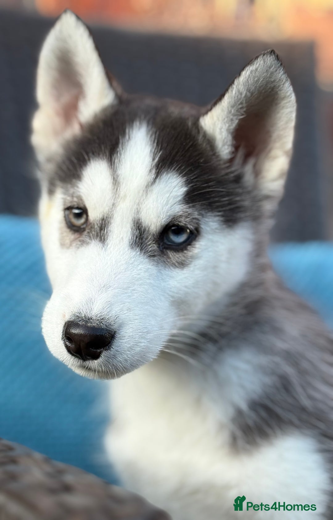 Siberian Husky dogs for sale: Siberian husky puppies - Image 15