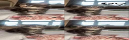 Mixed Breed cats for sale: 4 lovely kitties ready for their forever homes  - Advert 2