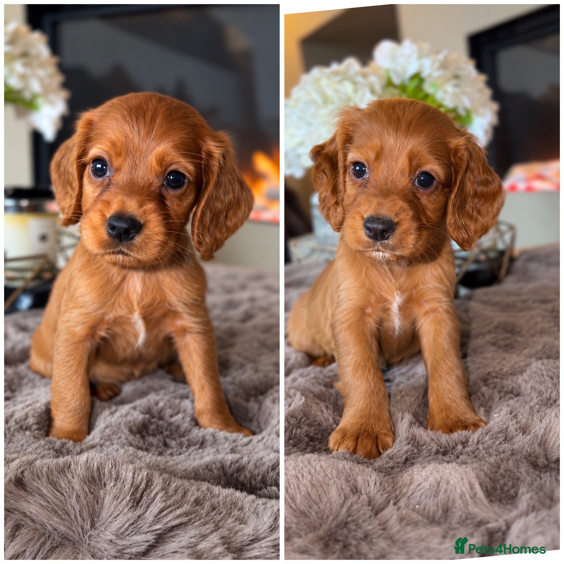 Cocker Spaniel dogs Dark red cocker pups - Advert 2