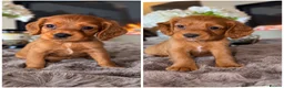 Cocker Spaniel dogs for sale: Dark red cocker pups - Advert 1