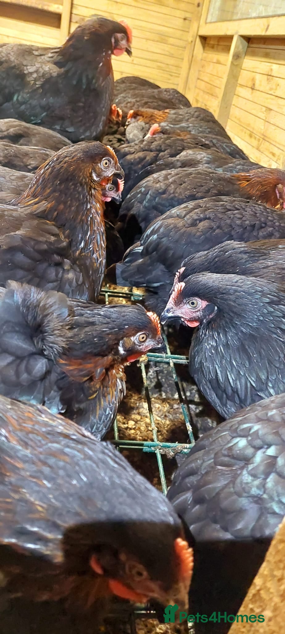 Hens poultry POL Hybrid French Black Copper Maran Hens  - Advert 9