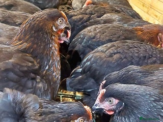 Hens poultry POL Hybrid French Black Copper Maran Hens - Advert 1