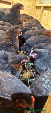 Hens poultry POL Hybrid French Black Copper Maran Hens - Advert 1