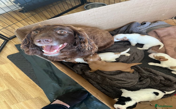 Sprocker dogs - Advert 1