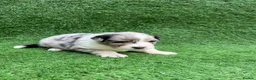 Australian Shepherd dogs for sale: Australian Shepherd Puppies  - Advert 34