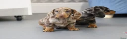 Miniature Dachshund dogs for sale: Beautiful Miniature Dachshund puppies for sale - Advert 24