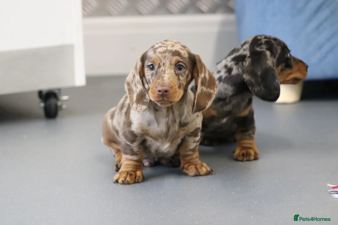 Miniature Dachshund dogs for sale: Beautiful Miniature Dachshund puppies for sale - Advert 24