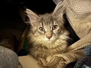 Maine Coon cats Maine Coon Kitten - Advert 1