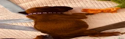 Boxer dogs for sale: Boxer puppies  - Advert 14