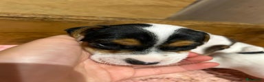 Jack Russell Puppy 3