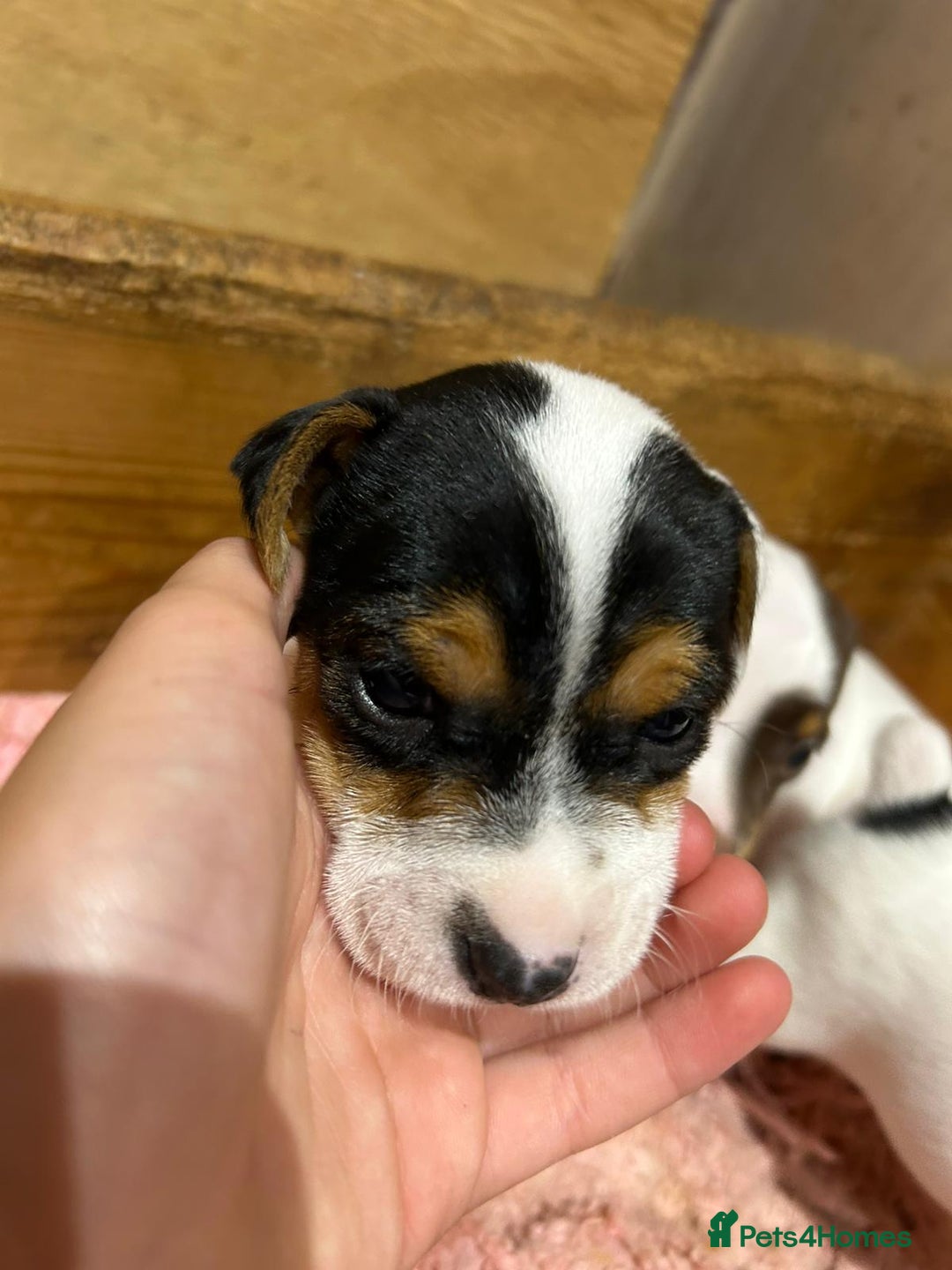 Jack Russell dogs for sale: Traditional jack Russells - Advert 4