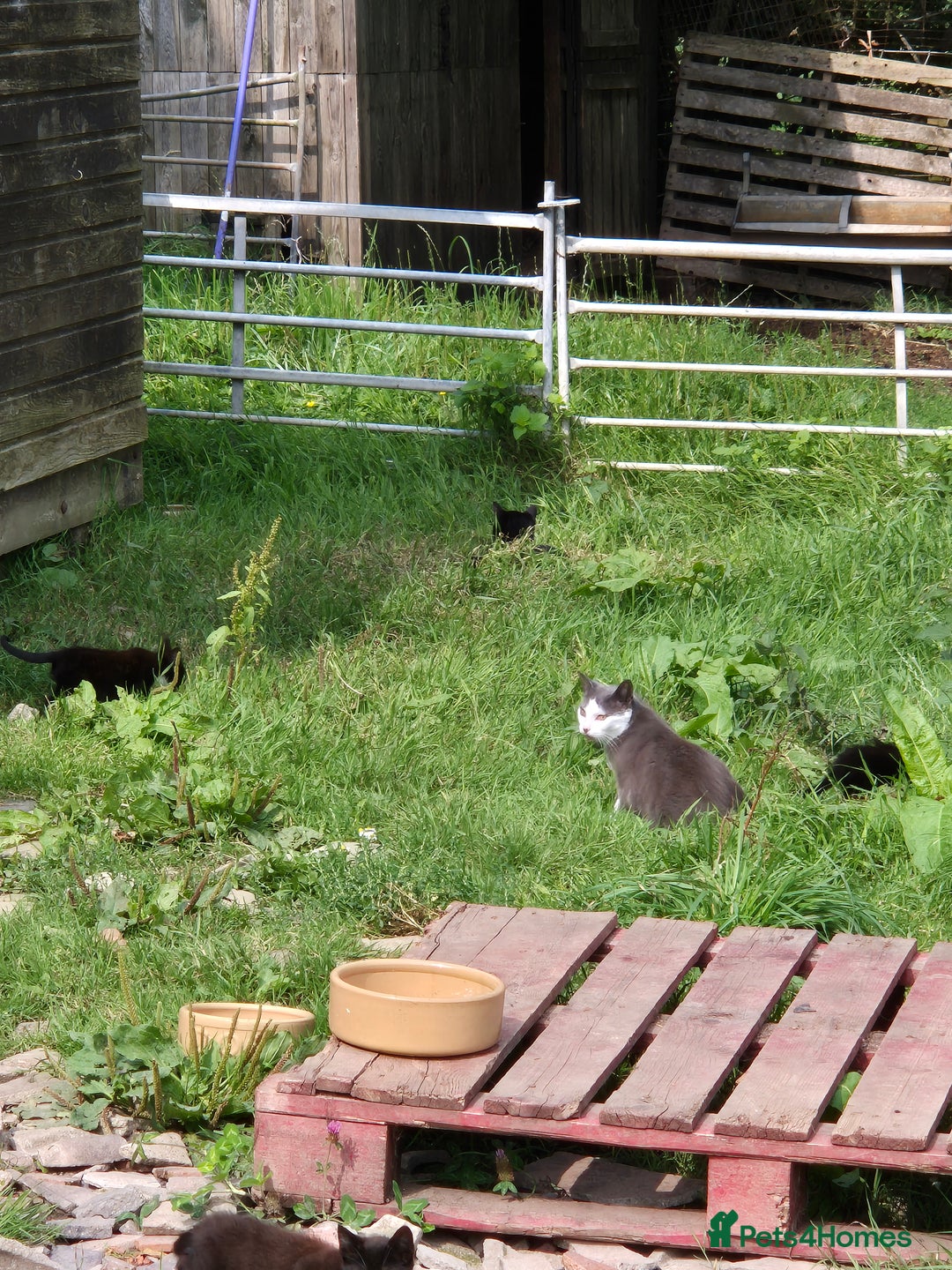 Mixed Breed cats for sale: Lovely  kittens  ready  to go - Image 15