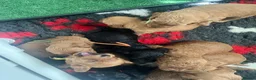 Cockapoo dogs for sale: Beautiful Cockapoo Puppies - litter of 9. in Washington - Advert 17