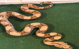 Boa Snake reptiles for sale: 2025 Boa Constrictor Babies in Letchworth Garden City - Image 21