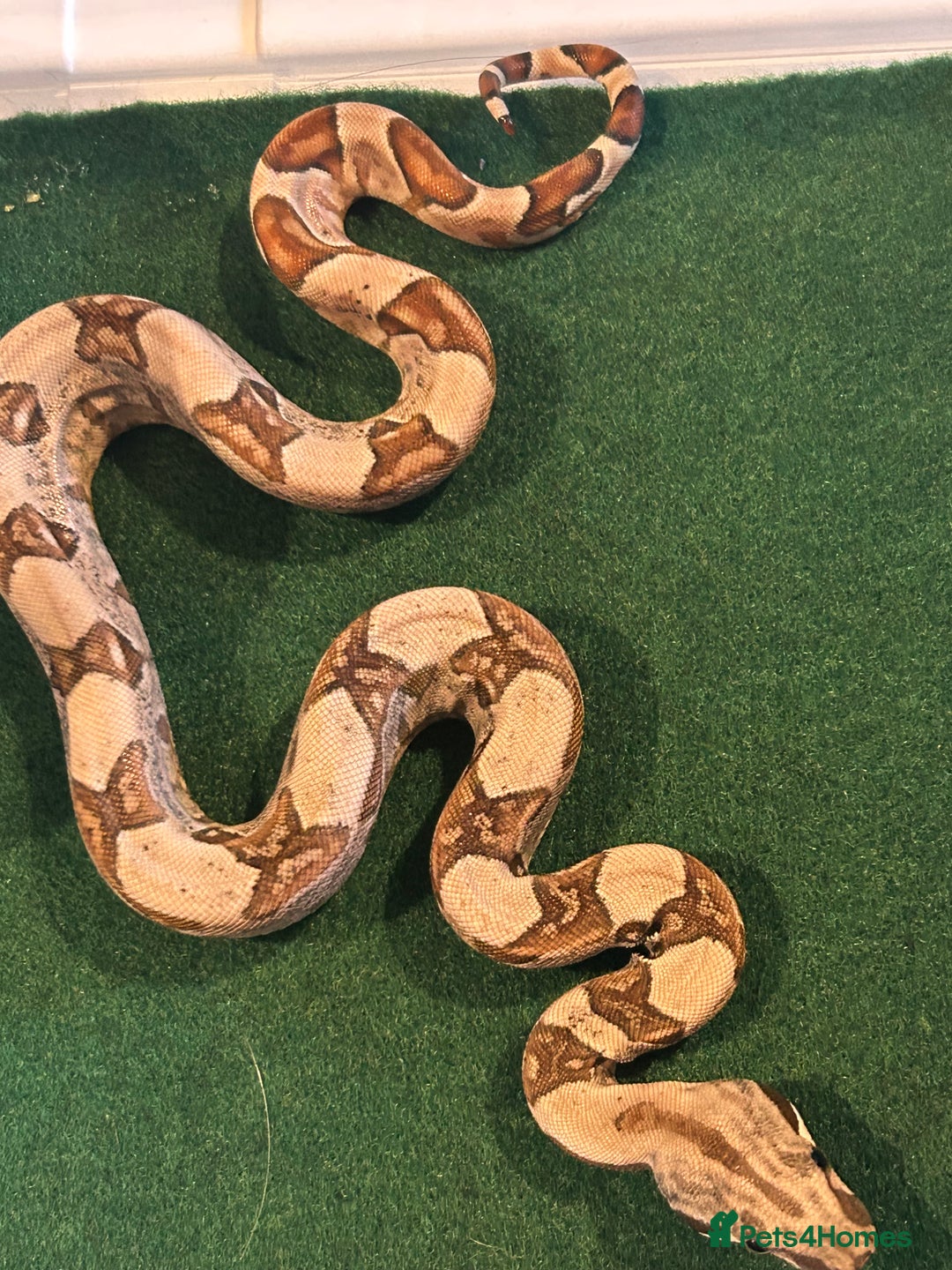 Boa Snake reptiles for sale: 2025 Boa Constrictor Babies in Letchworth Garden City - Image 21