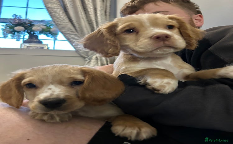 Cocker Spaniel dogs 3 Cocker Spaniel Puppies. 💙💙💙 - Advert 1