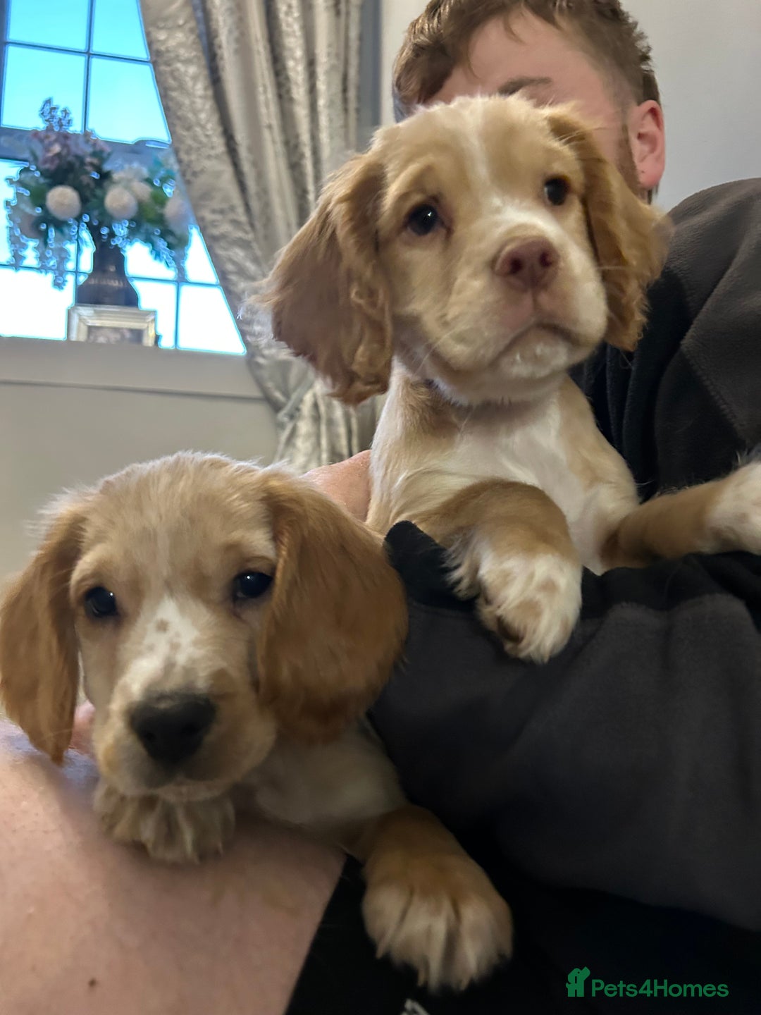 Cocker Spaniel dogs for sale: 3 Cocker Spaniel Puppies. 💙💙💙 - Advert 1