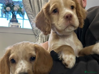 Cocker Spaniel dogs 3 Cocker Spaniel Puppies. 💙💙💙 - Advert 4