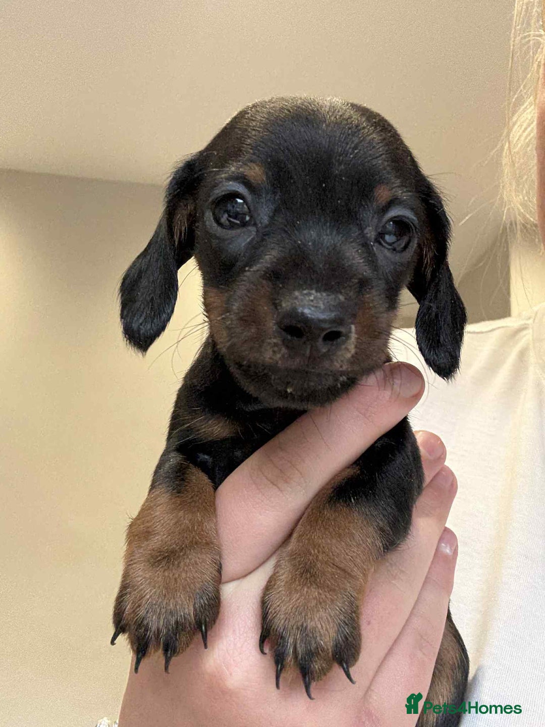 Miniature Dachshund dogs for sale: Miniature smooth hair dachshunds - Image 2