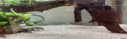 Angelfish fish for sale: Tropical fish Free to good home   - Advert 3