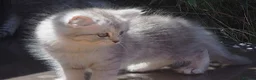 Persian cats for sale: Simply Stunning Persian Kittens  in Warrington - Advert 10