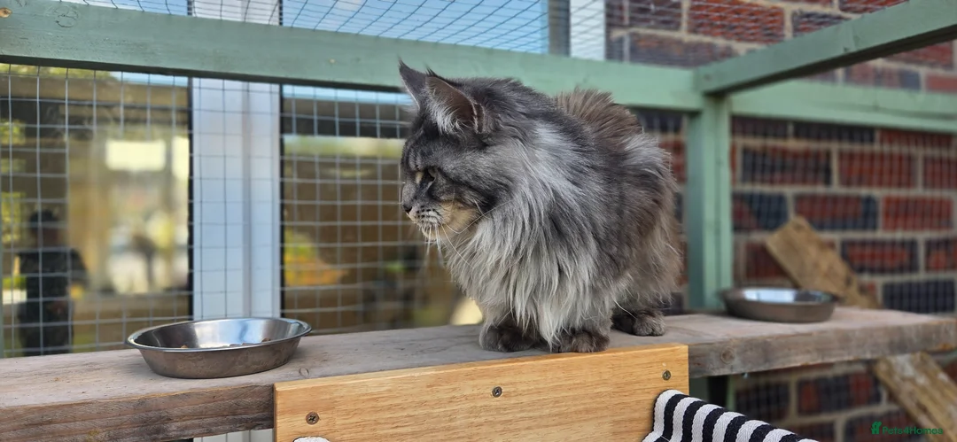 Maine Coon cats for sale: Maincoon boy - Advert 3