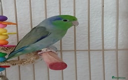 Parrots birds for sale: Bonding pair of parrotlets and conures  - Image 7