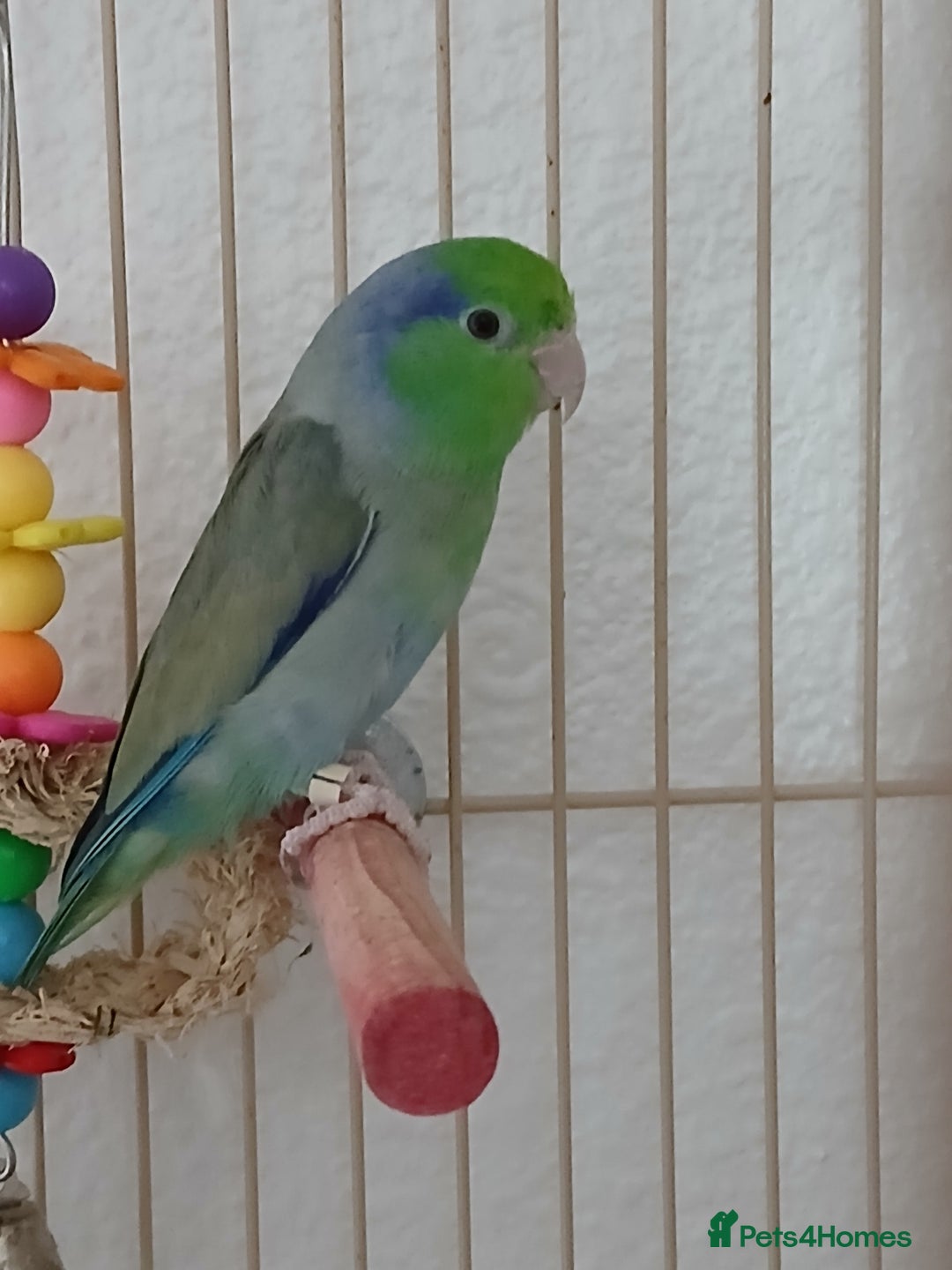 Parrots birds for sale: Bonding pair of parrotlets and conures  - Image 7