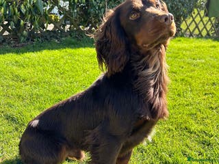 Cocker Spaniel dogs KC Working Cocker Spaniel Health tested in Ludlow - Advert 12