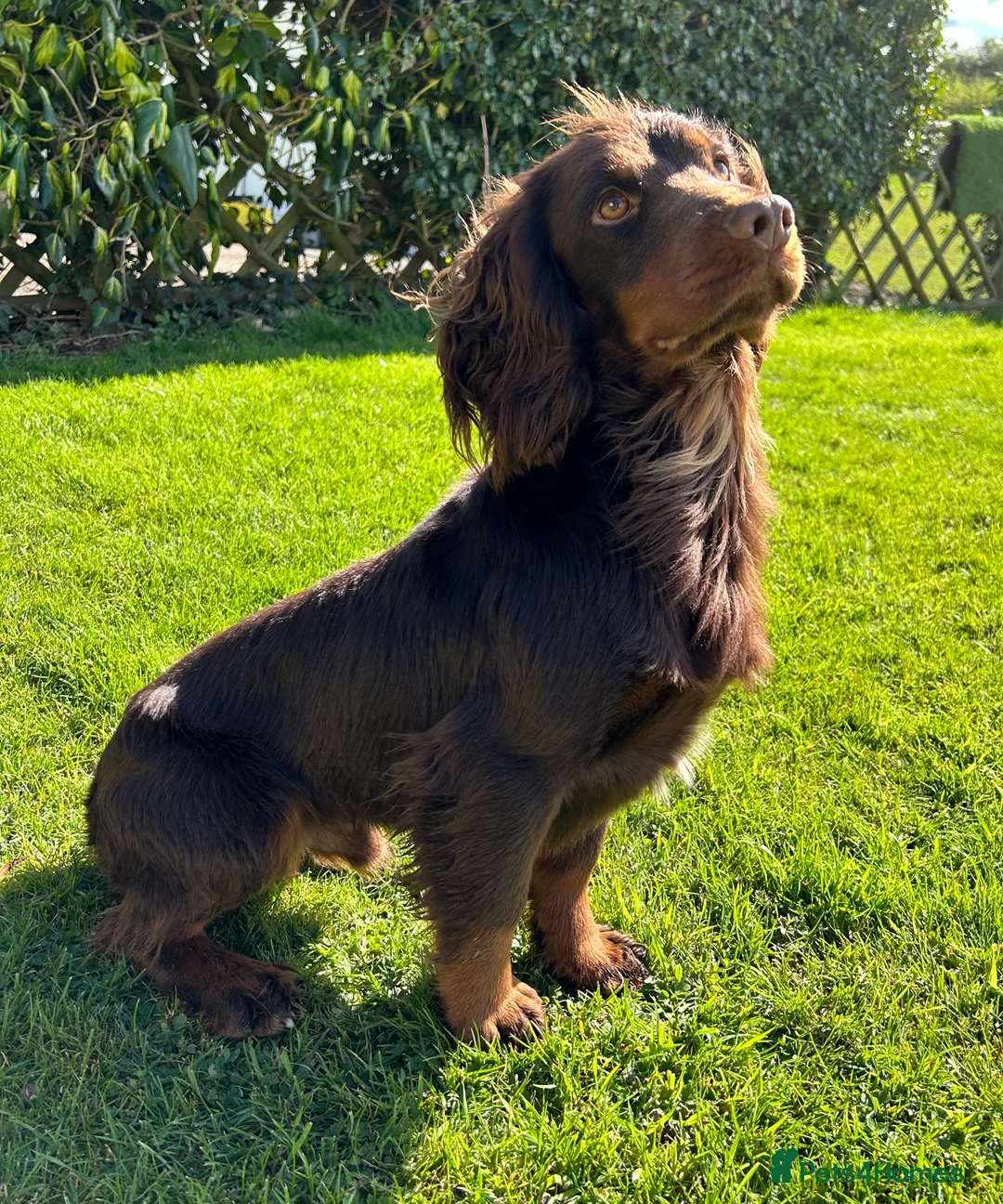 Cocker Spaniel dogs for stud: KC Working Cocker Spaniel Health tested in Ludlow - Advert 2
