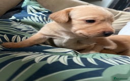 Cockerdor dogs for sale: Fox Red & Golden Labrador cross Cockerdor Puppies  - Image 16