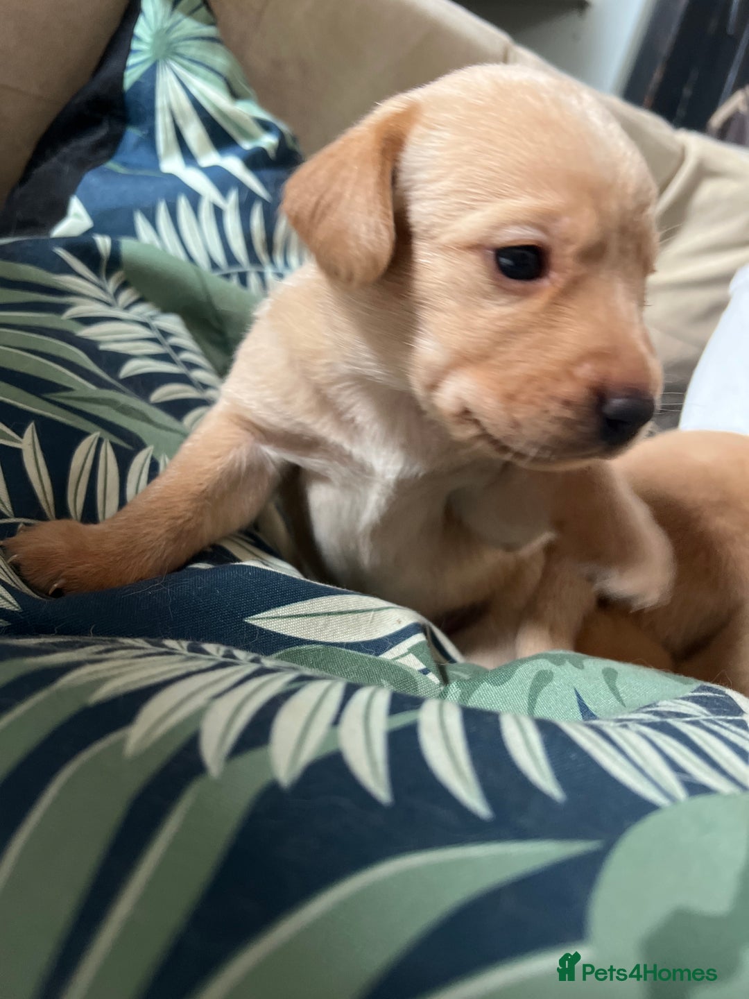 Cockerdor dogs for sale: Fox Red & Golden Labrador cross Cockerdor Puppies  - Image 16