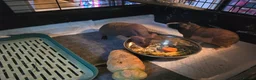 Guinea Pig rodents for sale: 2x female skinny pigs - Advert 15