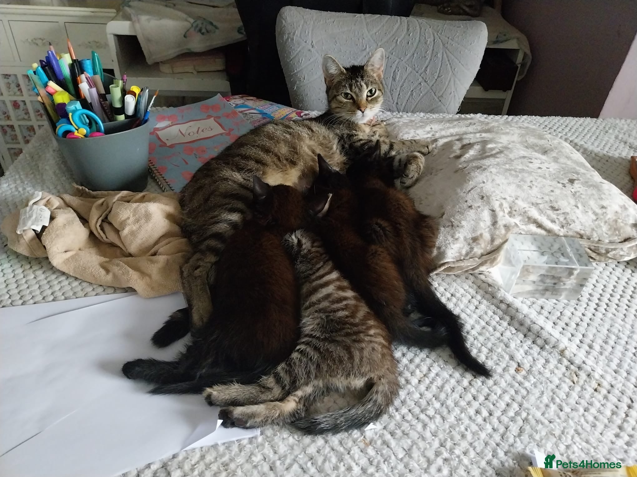 Mixed Breed cats 4 beautiful kittens ready for new home  - Advert 1