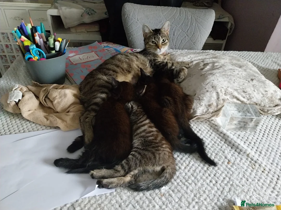 Mixed Breed cats for sale: 4 beautiful kittens ready for new home  - Advert 1