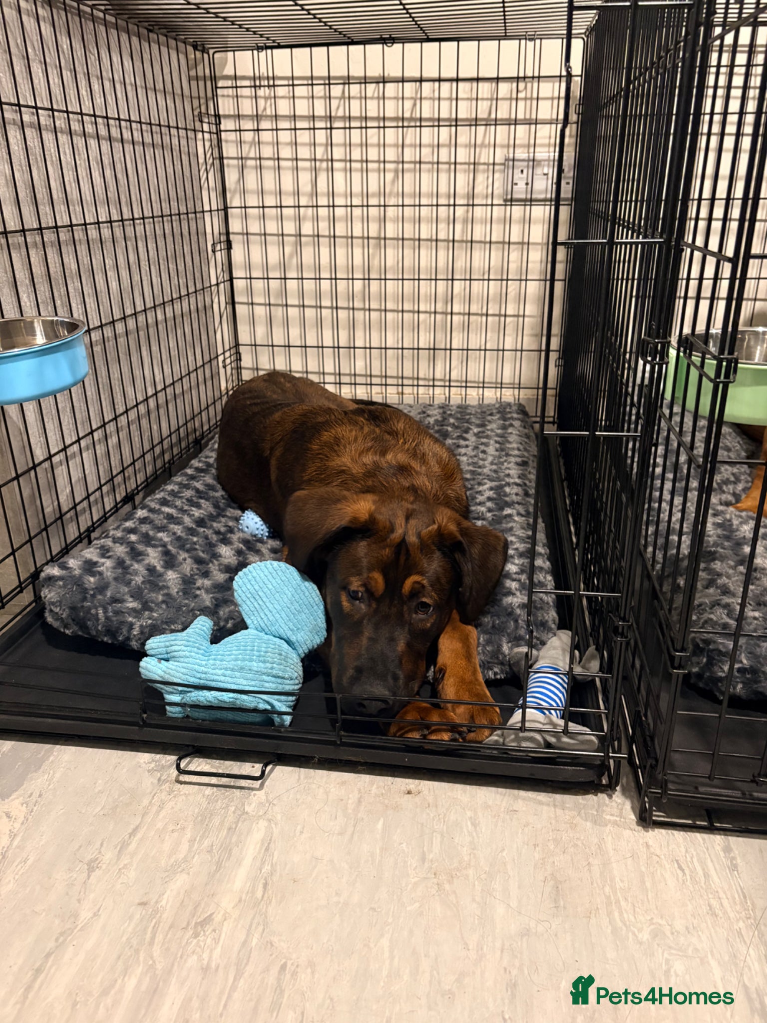 Mixed Breed dogs for sale: Creed & Kane  - Advert 5