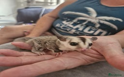 Sugar Glider rodents for sale: Breeding pair of  sugar gliders ready 13th sept   - Image 8