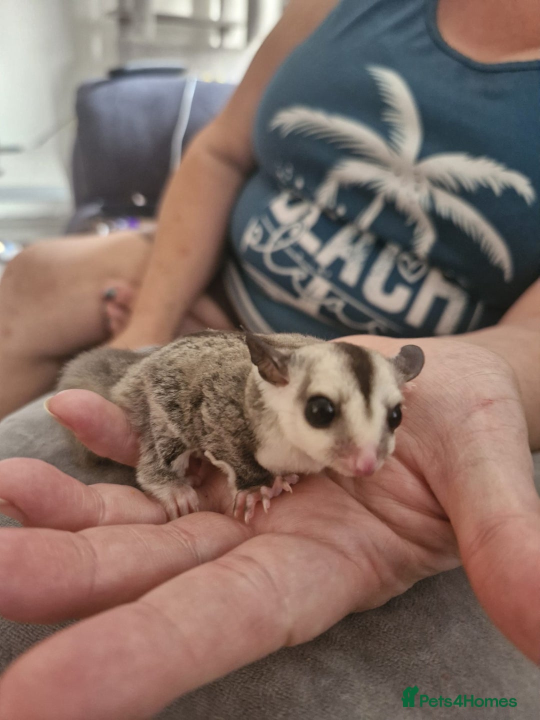 Sugar Glider rodents for sale: Breeding pair of  sugar gliders ready 13th sept   - Image 8