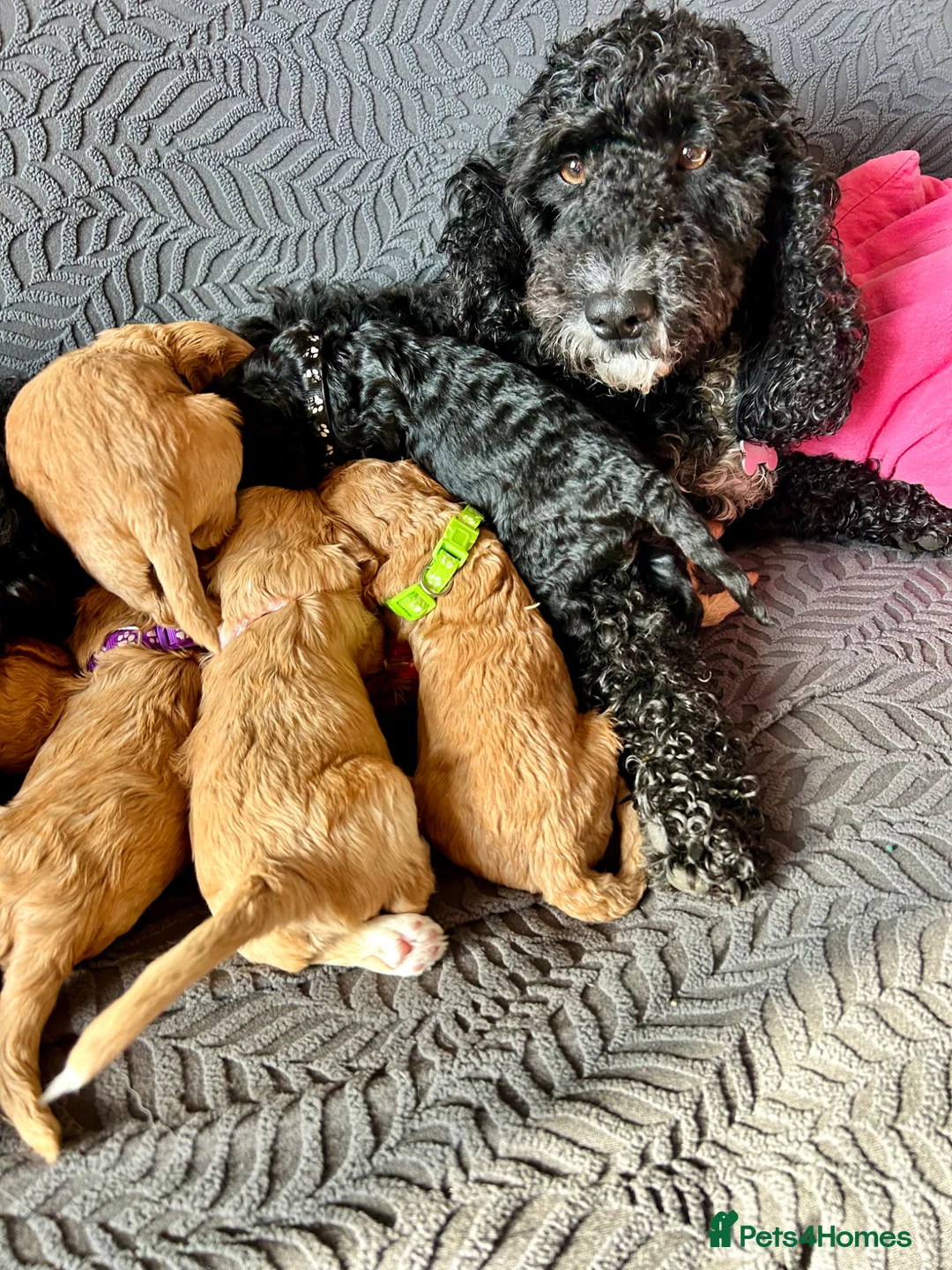 Cockapoo dogs for sale: Last litter allert! - Advert 2