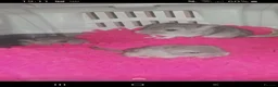 Chinchilla rodents for sale: Adorable Baby Chinchilla Kits – Loving Homes Only  - Advert 2