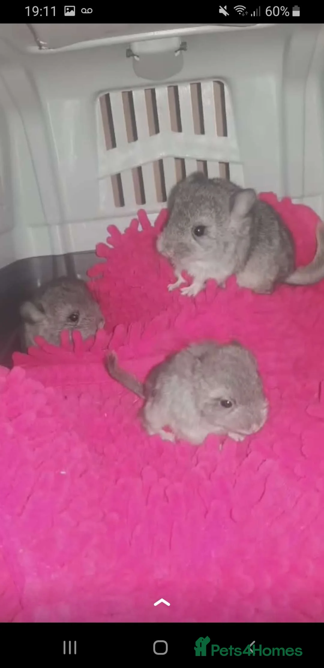 Chinchilla rodents for sale: Adorable Baby Chinchilla Kits – Loving Homes Only  - Advert 2