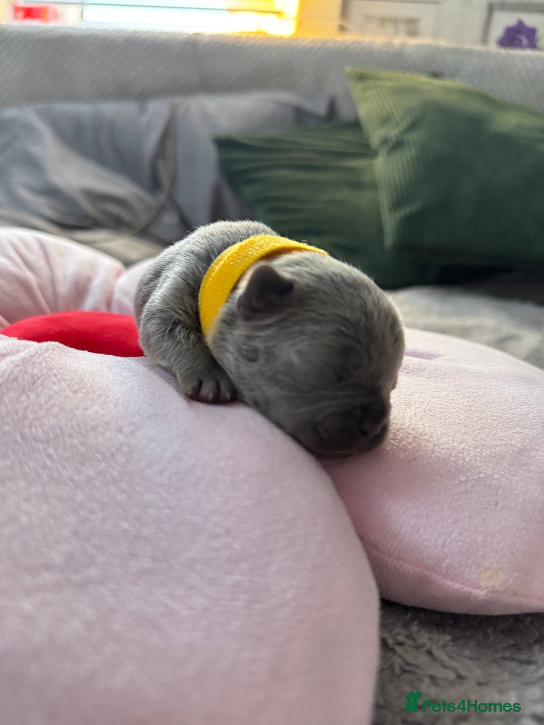 French Bulldog dogs for sale: 🎉 New years pups 🎉 7 adorable French bulldog pup - Advert 12
