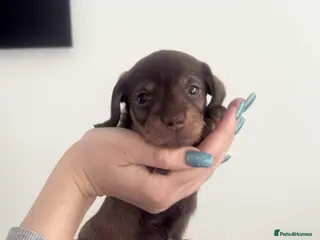 Miniature Dachshund dogs Wire haired puppies! Boys and girls - Advert 1