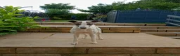 Whippet dogs for sale: 2 year Whippet for sale - Advert 1