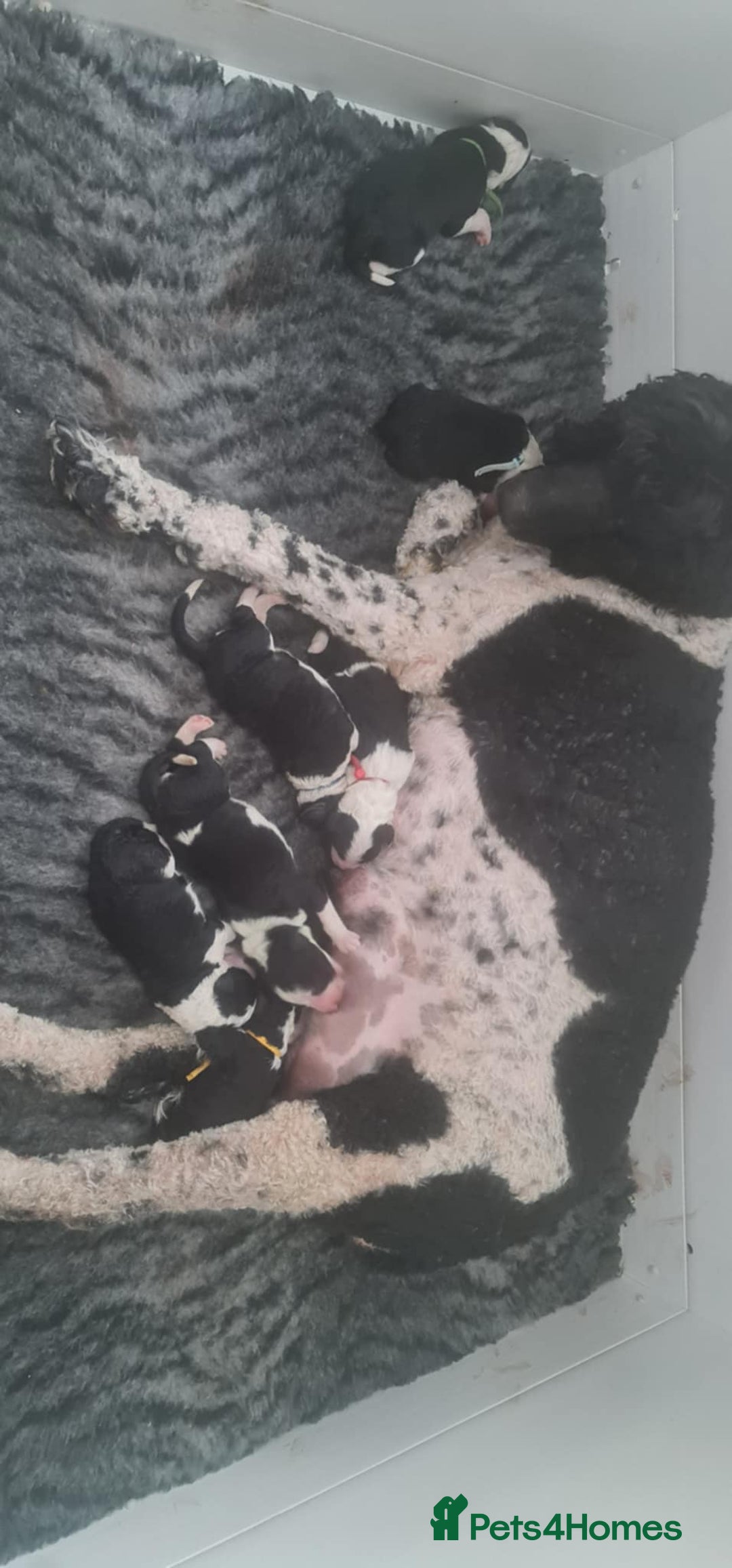 Old English Sheepdog dogs for stud: Proven KCRegistered Stunning OLD ENGLISH SHEEPDOG  in Mansfield - Image 9