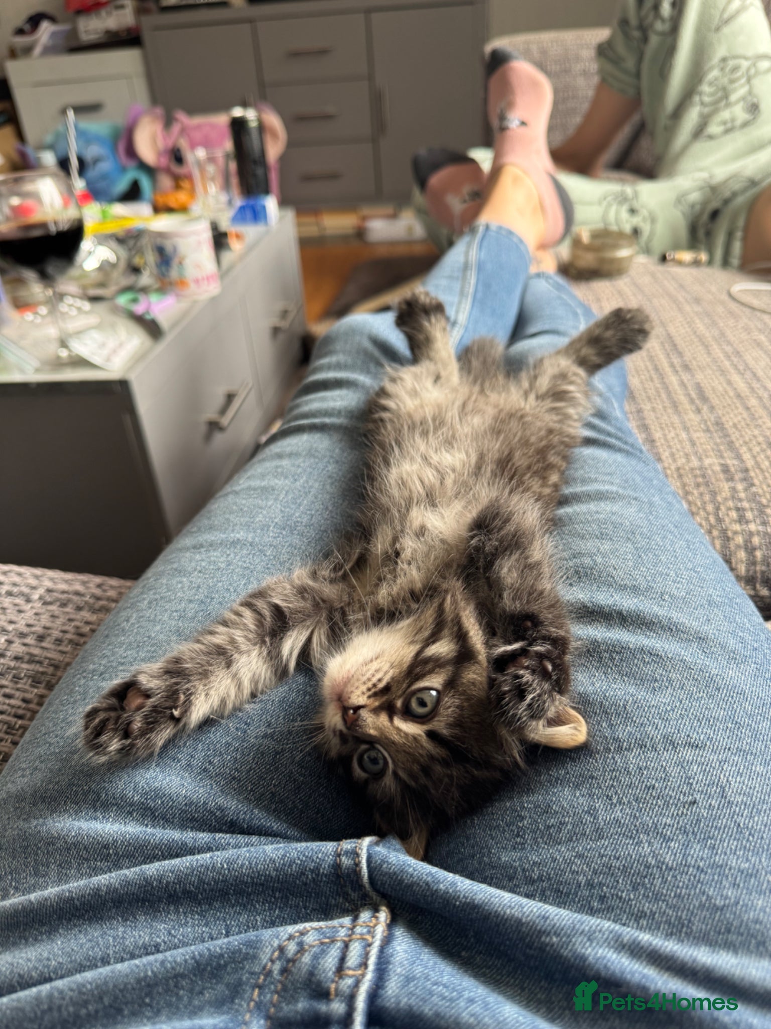 Mixed Breed cats for sale: 3 gorgeous kittens for sale - Advert 25