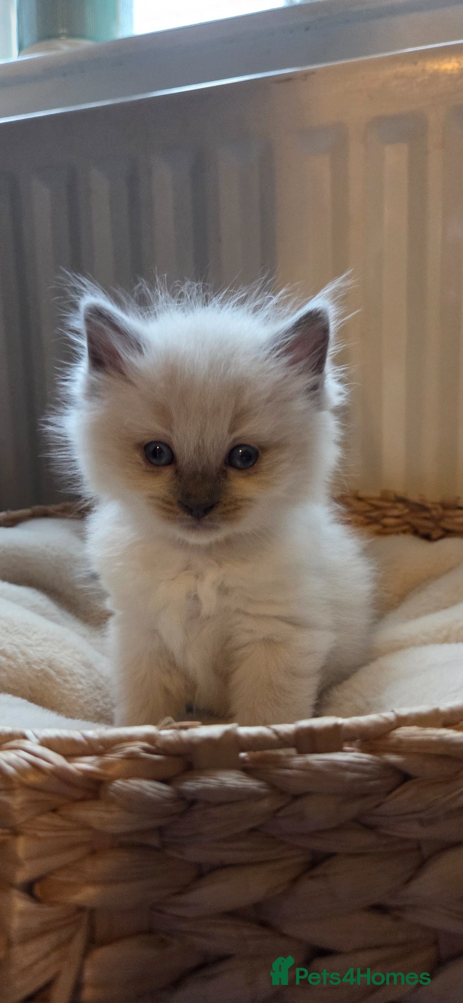 Ragdoll cats Ragdoll blue point kittens - Advert 2