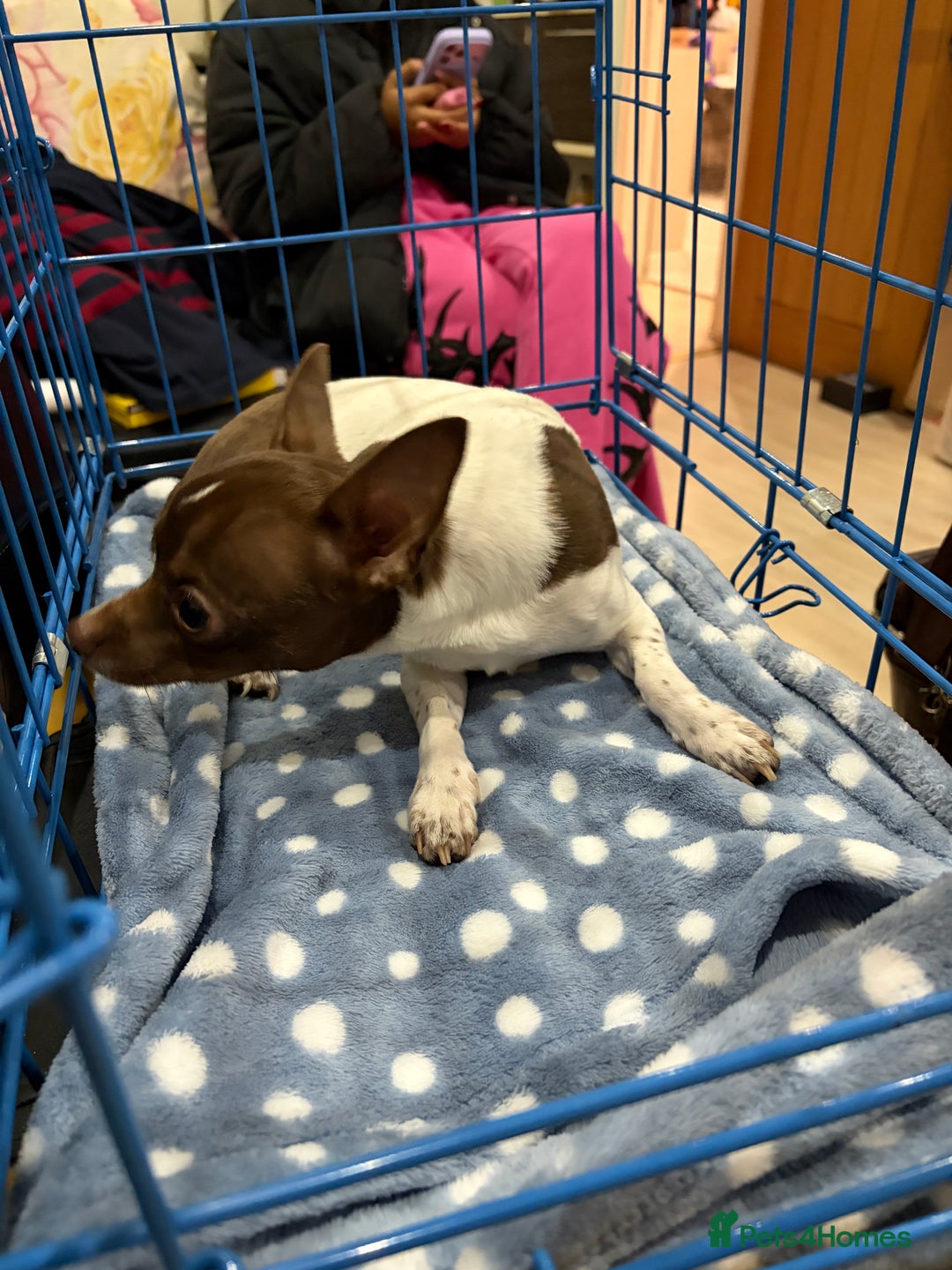 Chihuahua dogs for sale: Pure Breed Chihuahua male - Advert 5